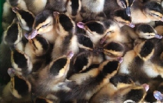 麻鸭鸭苗图片以及价格