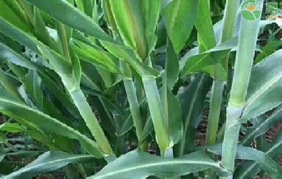 高丹草能喂鸡鸭鹅吗？该注意什么？