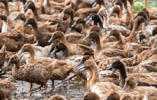 养鸭1000只利润和成本