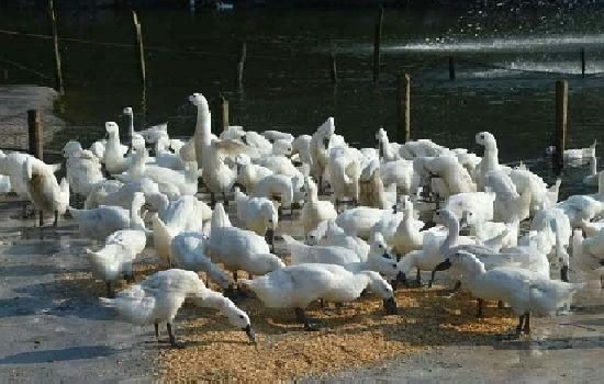 中国十大名鸭品种排名