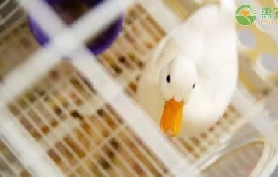 柯尔鸭一只多少钱？