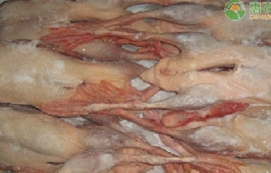 冷冻鸭价格为什么便宜？