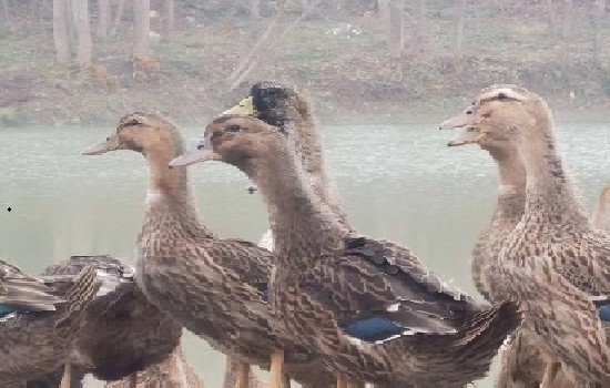 为什么鸭子不能养一只？