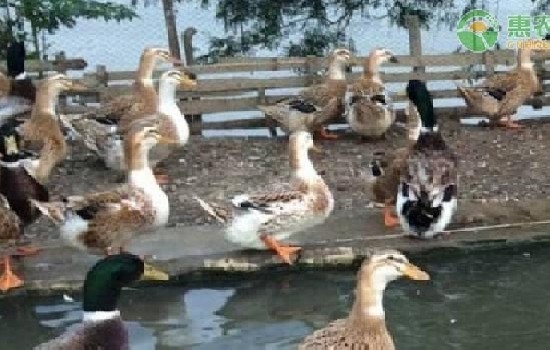 鱼塘养鸭子对鱼有影响吗？