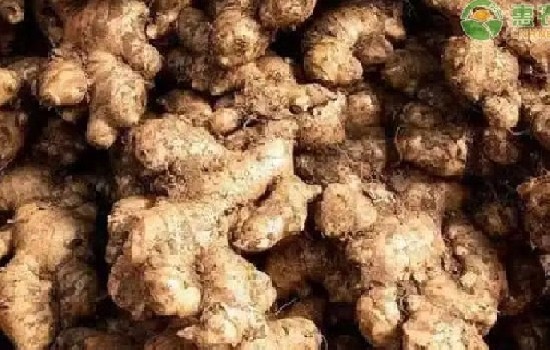 姜母价格多少钱一斤？