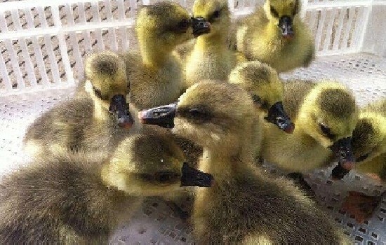 鸭苗价格行情今日报价