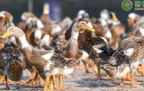 养鸭子利润怎么样？需要投入多少钱？