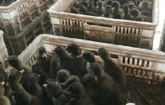 番鸭苗多少元一只？