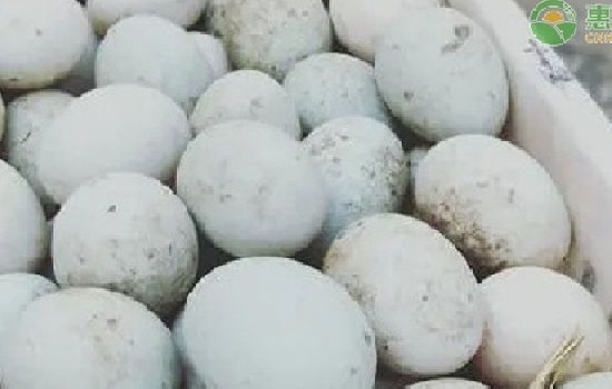 卖咸鸭蛋的利润怎么样？