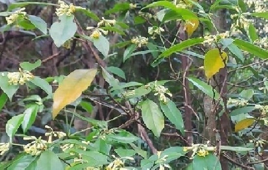 正宗七叶莲图片是怎样的？