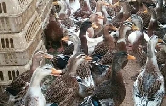 蛋鸭品种最好的前十位