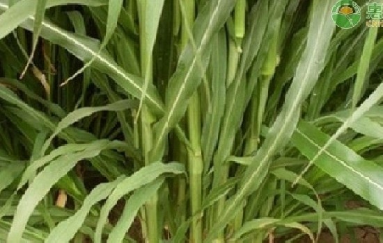 墨西哥玉米草适合哪些地方种？